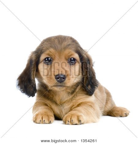  ลูกสุนัข dachshund