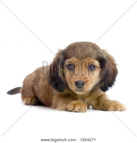  ลูกสุนัข dachshund