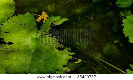 close up green lotus leaf in the swamp
