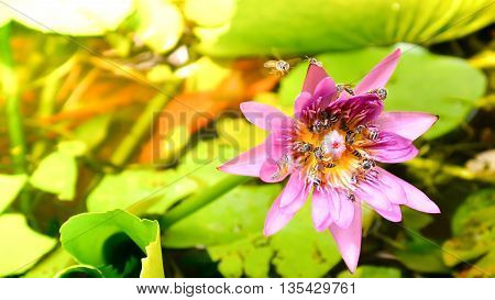 Close Up And Blur Background Morning Tone Honey Bee Flying And Bees Collecting Pollen In Deep Of Col
