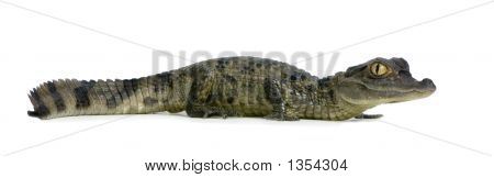  Молодой Крокодиловый кайман - Кайман Crocodilus