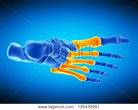 3d rendered, medically accurate illustration of the metatarsal bones