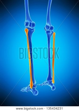 3d rendered, medically accurate illustration of the fibular