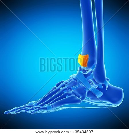 3d rendered, medically accurate illustration of the superior extensor retinaculum