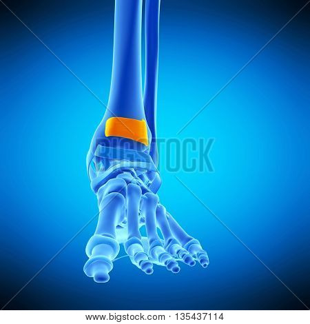 3d rendered, medically accurate illustration of the superior extensor  retinaculum