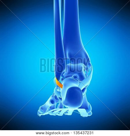 3d rendered, medically accurate illustration of the superior peroneal retinaculum