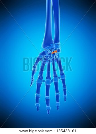 3d rendered, medically accurate illustration of the ulnararcuate ligament