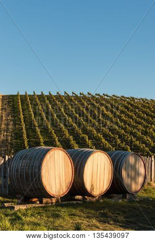 three oak barrels in vineyard with copy space