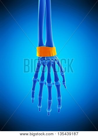 3d rendered, medically accurate illustration of the retinaculum ligaments