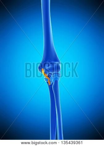 3d rendered, medically accurate illustration of the ulnar collateral ligament  