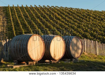 closeup of oak barrels with vineyard in background
