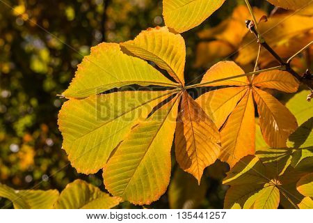 close up of isolated chestnut leaves in autumn
