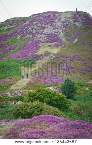 The stunning heather display on Conwy Mountain, Snowdonia