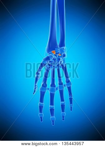 3d rendered, medically accurate illustration of the radiolunate ligaments