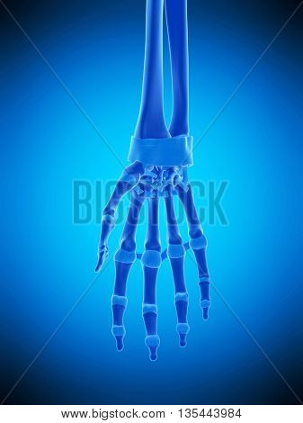 3d rendered, medically accurate illustration of the hand ligaments