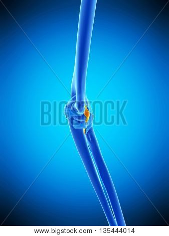 3d rendered, medically accurate illustration of the ulnar collateral ligament
