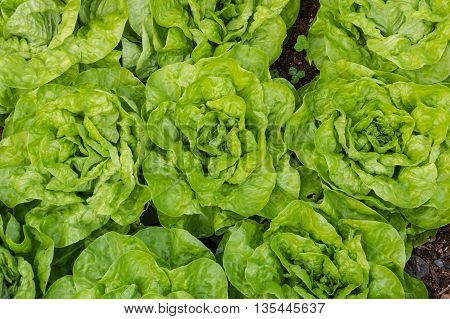 close up of garden lettuce heads in garden