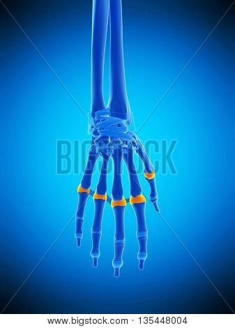 3d rendered, medically accurate illustration of the proximal joint capsules