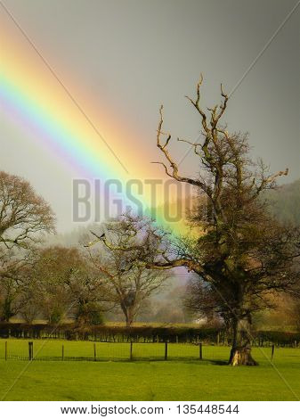 Rainbow coming out of grey sky appearing to end at featured tree