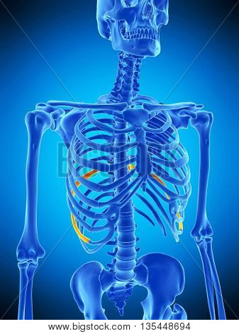 3d rendered, medically accurate illustration of the nineth rib