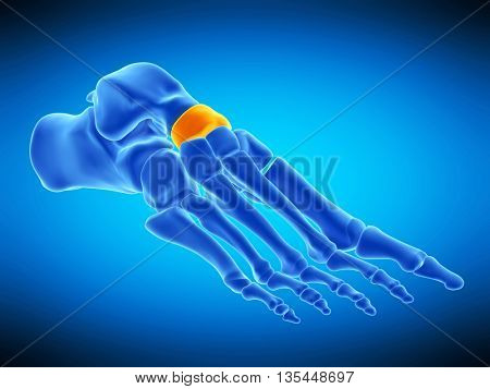 3d rendered, medically accurate  illustration of the navicular bone