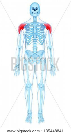 3d rendered, medically accurate illustration of the deltoid