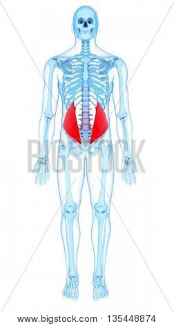 3d rendered, medically accurate illustration of the internal oblique