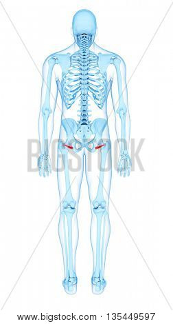 3d rendered, medically accurate illustration of the inferior gemellus