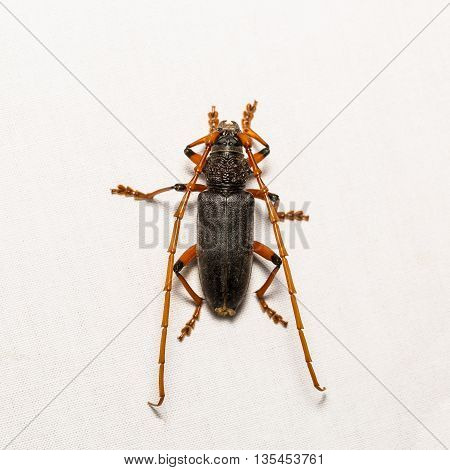Long-horned Beetle Or Mango Bark Borer Beetle