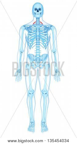 3d rendered, medically accurate illustration of the scalene posterior