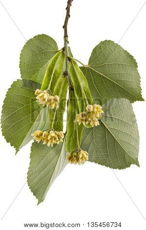 Branch with blooming linden flowers with leaf, Tilia Platyphyllos, isolated on white background