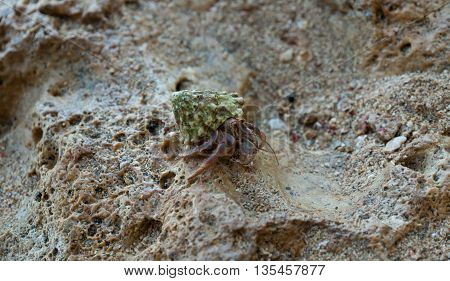 Hermit Crab on a beach seen in costa rica