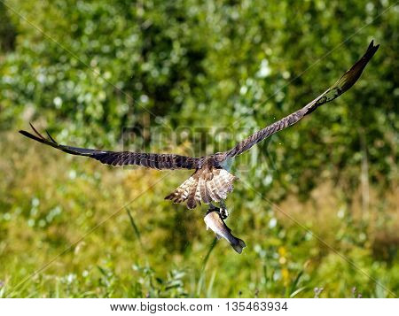 Osprey (Pandion haliaetus)
-
Osprey also known as fish eagle is a bird of prey. They feed exclusively on fish. They have a wingspan of 1.27 to 1.8m.
