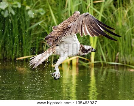 Osprey (Pandion haliaetus)
-
Osprey also known as fish eagle is a bird of prey. They feed exclusively on fish. They have a wingspan of 1.27 to 1.8m.