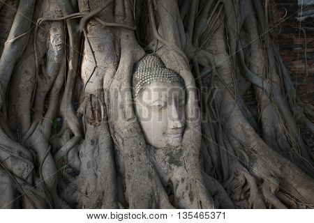 Ancient head of Sandstone Buddha in The Tree Roots form Ayutthay
