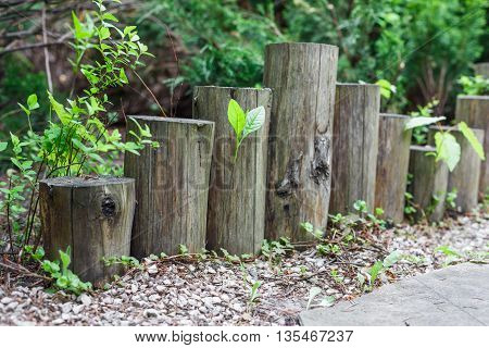 Beautiful landscape design, garden path closeup with wooden log fence from roundwood and evergreen bushes