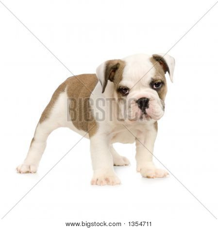  Englisch Bulldogge Welpen