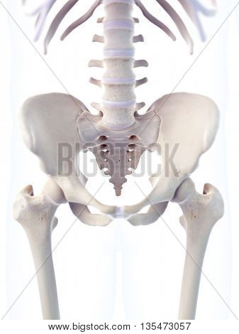 3d rendered, medically accurate 3d illustration of the skeletal sacrum