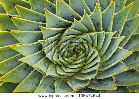 spinal aloe cacti leaves  and rosette background