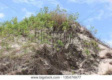 Sand Dunes in spring with marram grass at Ludington State Park in Michigan