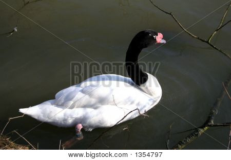 Swan