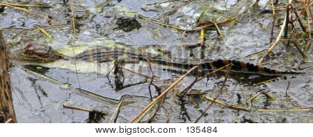 Bebé Gator