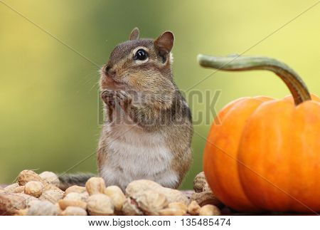 Adorable Eastern Chipmunk looking left with pumpkin and peanuts