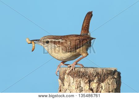 Carolina Wren (Thryothorus ludovicianus) on a branch with a worm