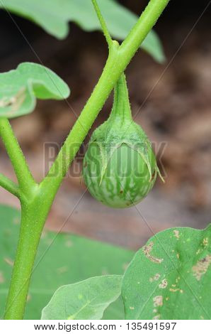 Chionathus parkinonii in the garden in thailand