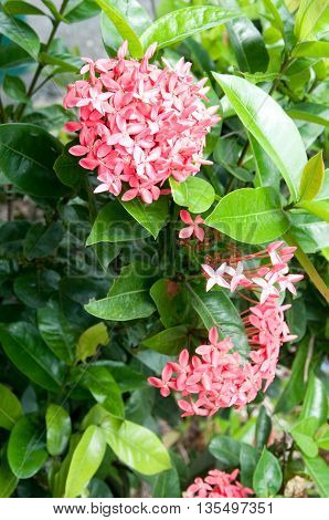 Full broom pink ixora flowers in garden