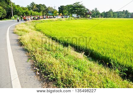 Road near padi rice  in countryside of Thailand