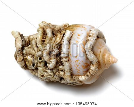 Shell Of Cone Snail
