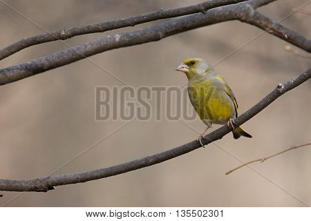 Greenfinch On A Branch