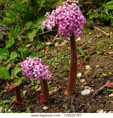 Pink and white flowers and stems of darmera peltata (Indian rhubarb / umbrella plant)